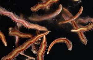 Морские черви. Фото: http://www.national-geographic.ru