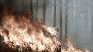 Мощный лесной пожар распространяется к востоку от Афин. Фото: РИА Новости