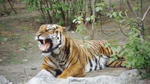 Индонезийские браконьеры убили и разделали тигра прямо в зоопарке. Фото: РИА Новости