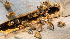 Ученые нашли причину массового вымирания пчел на пасеках США и Европы. Фото: РИА Новости