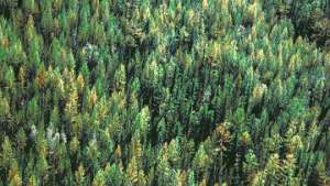 Экологическая угроза нависла над таежными лесами. Фото: РИА Новости