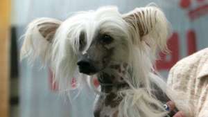 Ученые нашли гены, определяющие внешний вид шерсти собак. Фото: РИА Новости