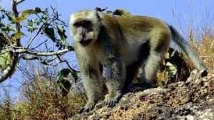 Президент Замбии приказал выселить обезьян из своей резиденции. Фото: РИА Новости