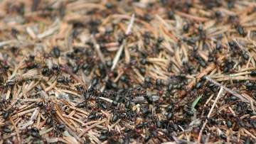 Нашествие &quot;сумасшедших муравьев&quot; угрожает США. Фото: РИА Новости
