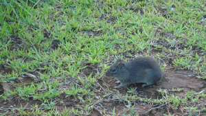 Би-Би-Си в Папуа-Новой Гвинее обнаружила почти метровую крысу. Фото: РИА Новости