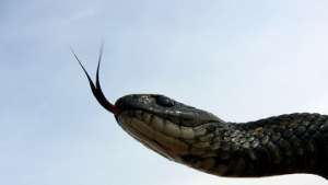 Змея. Фото: РИА Новости