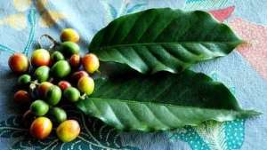 Ягоды и листья кофе вида арабика. Фото: РИА новости