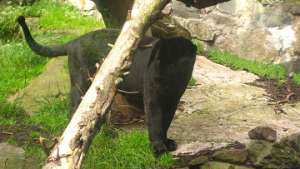 Черная пантера бродит в лесах бельгийских Арденн. Фото: РИА Новости
