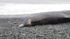 Пятьдесят китов выбросились на берег в Аргентине. Фото: РИА Новости