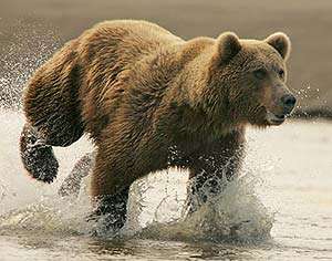 Медведь-гризли. Фото: АМИ-ТАСС