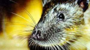 Ученые научили парализованных крыс снова ходить. Фото: РИА Новости