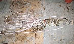 Гигантские кальмары обитают в дельте Миссисипи? Фото: http://www.mignews.com