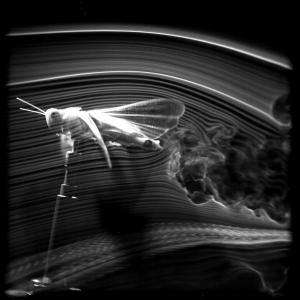На фото, сделанном в процессе эксперимента, можно отчётливо разглядеть поток воздуха, создаваемый крыльями (иллюстрация Animal Flight Group, Dept. of Zoology, Oxford University/John Young, UNSW-ADFA)