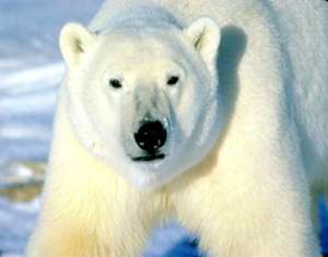 Белый медведь. Фото: http://www.bestias.ru/