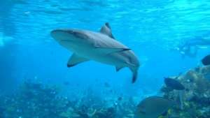 В Палау появился первый в мире заповедник для спасения акул от людей. Фото: РИА Новости