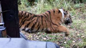 Молодой тигр, прошедший реабилитацию в Приморье, выпущен в тайгу. Фото: РИА Новости
