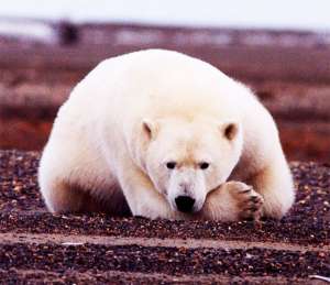 Численность белого медведя — символа тающей Арктики — продолжает снижаться. Фото с сайта dogoodclub.org