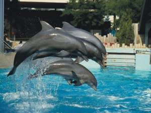 Дельфины. Фото: http://wildlifeblog.ru