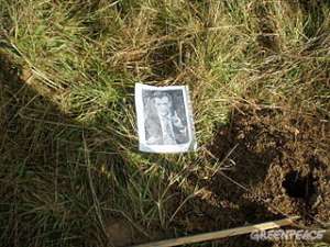 В Химках уничтожена аллея имени Медведева. Фото: Greenpeace