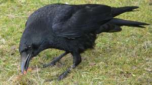 Corvus corone. Фото: http://wikimedia.org