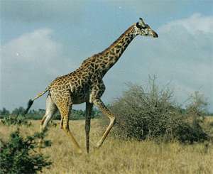 Национальный парк Найроби. Фото: http://www.nparks.ru