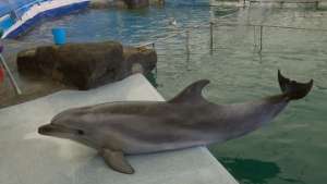 Выступление дельфинов в дельфинарии Московского Зоопарка. Фото: РИА Новости