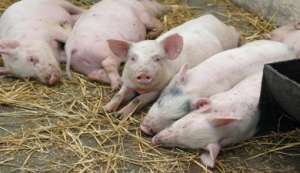 Африканская чума свиней. Фото: http://krasnodarvet.ru/