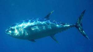 Голубой тунец. Фото: РИА Новости