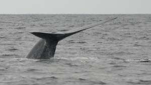 Гигантский синий кит погиб от судовых винтов в Калифорнии. Фото: РИА Новости