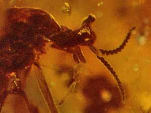 Застывшая в янтаре муха-единорог. Фото George Poinar, Oregon State University