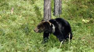 Бурый медведь. Фото: РИА Новости