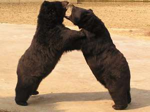 В Челябинском зоопарке завтра поженят двух гималайских медведей. Фото с сайта naumovva.narod.ru