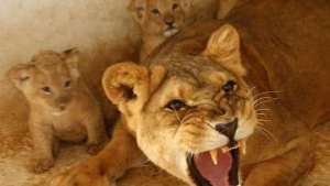 Тройня родилась у львов в Ставропольском зоопарке. Фото: РИА Новости
