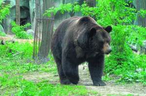 Медведь в зоопарке. Фото: http://www.segodnya.ua