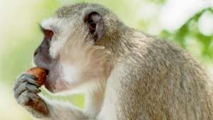 Защитники животных призывают НАСА отказаться от опытов на обезьянах. Фото: РИА Новости