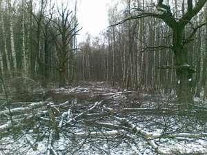 Рубка деревьев на территории Бутовского леса. Фото: Greenpeace