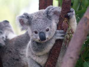 Детеныш коалы. Фото пользователя Erik Veland с сайта wikipedia.org