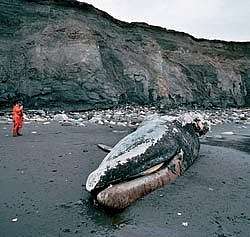 Мертвый кит. Архив. Фото: http://www.baltinfo.ru/