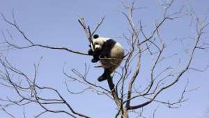 Родившуюся в венском зоопарке панду отправили в Китай. Фото: РИА Новости