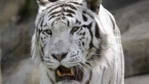 Белая тигрица погибла в схватке с двумя львами в зоопарке в Чехии. Фото: РИА Новости