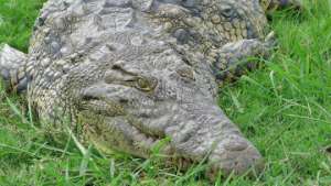 Ученые нашли новые причудливые виды доисторических видов крокодилов. Фото: РИА Новости