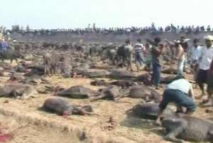 Индусы принесли в жертву 200 тысяч животных. Фото: РИА Новости