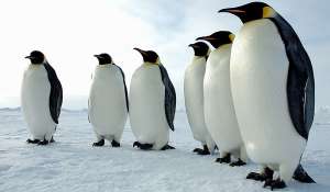 Пингвины. Фото: http://dynamic.whoyougle.ru/