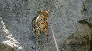 Иранские леопарды могут переехать на российский Кавказ - Минприроды РФ. Фото: РИА Новости