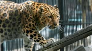 Дальневосточный леопард появился в нижегородском зоопарке. Фото: РИА Новости