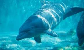 В Новой Зеландии дельфин терроризирует купальщиков | Фото: Getty Images / http://www.mignews.com