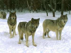 Волки. Фото: http://sunhome.ru/