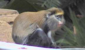 Шотландские ученые расшифровали язык обезьян. Фото: http://www.mignews.com