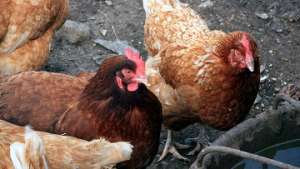 Курица в Калининградской области начала нести зеленые яйца. Фото: РИА Новости