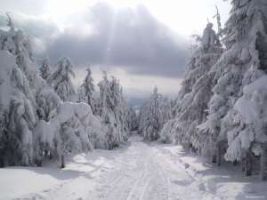 Зимний лес. Фото: http://i.i.ua